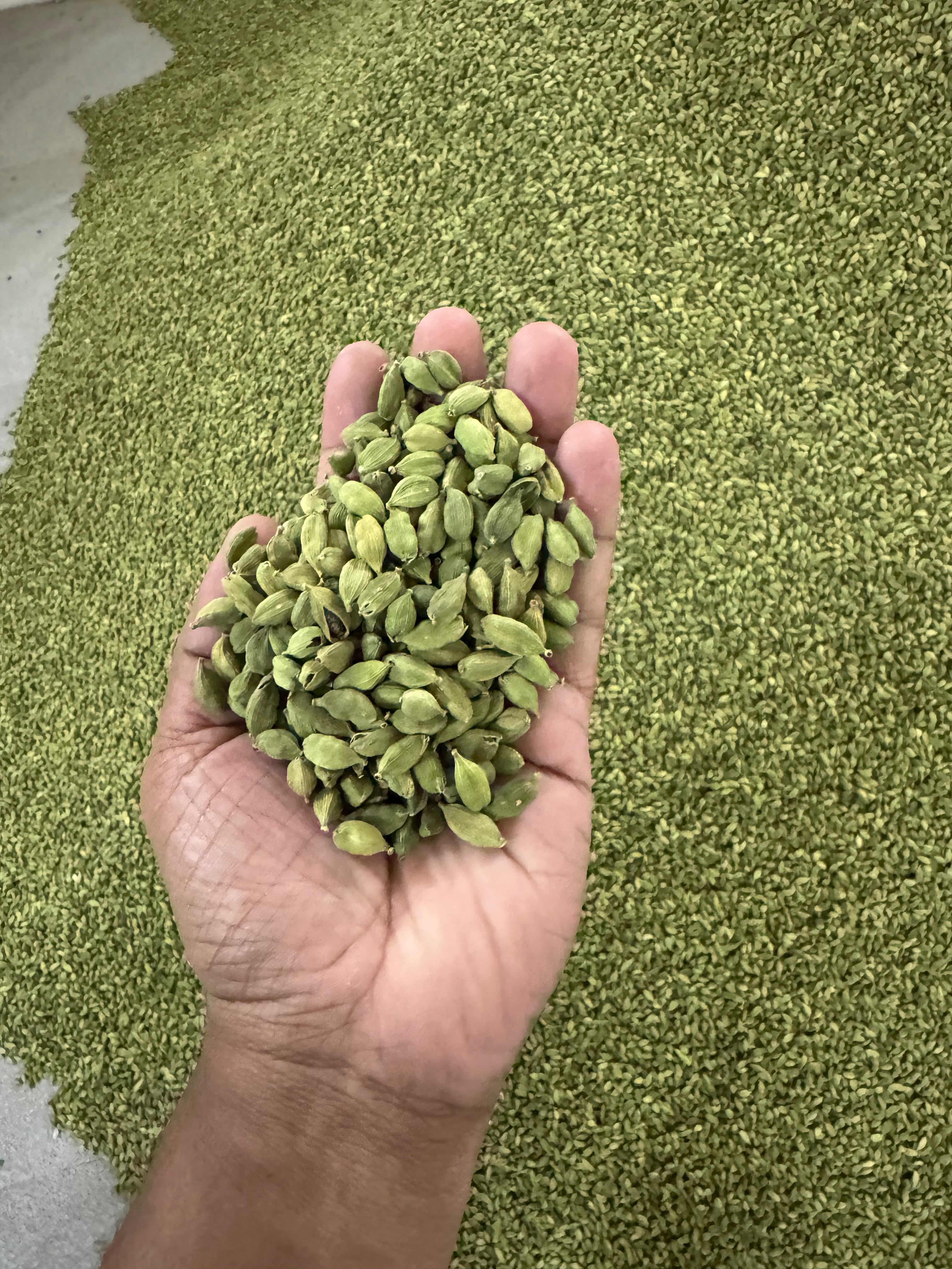 Green cardamom in hand